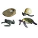 thumbnail image 3 of 4 Uds. Ciclo de vida de tortugas marinas, ciclo de vida de crecimiento de animales marinos, juguete educativo, material didáctico para el aprendizaje, 3 of 9