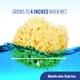 thumbnail image 4 of Sea Sponge Baby Buddy, lana natural ultrasuave, paquete de 1 unidad, 4 of 6