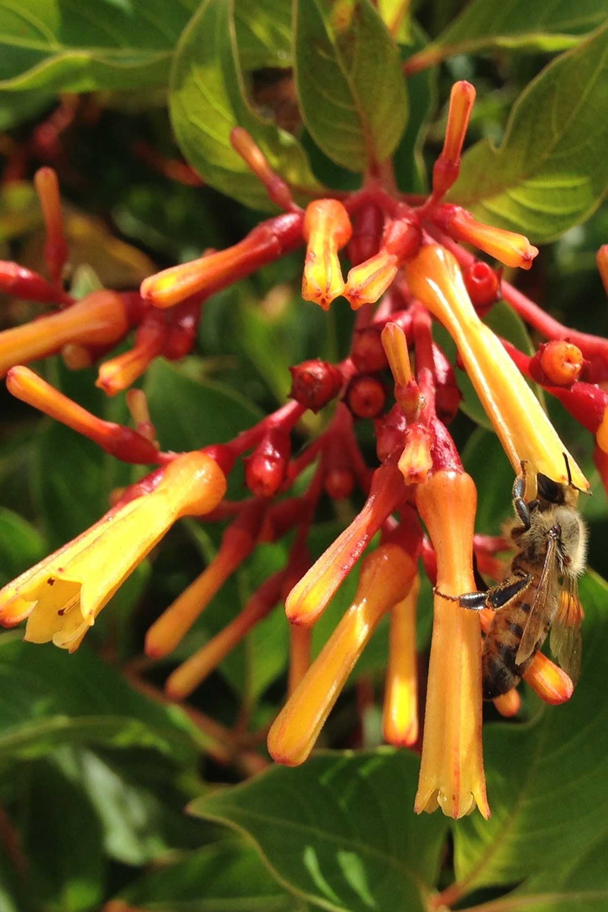 firebush hamelia patens