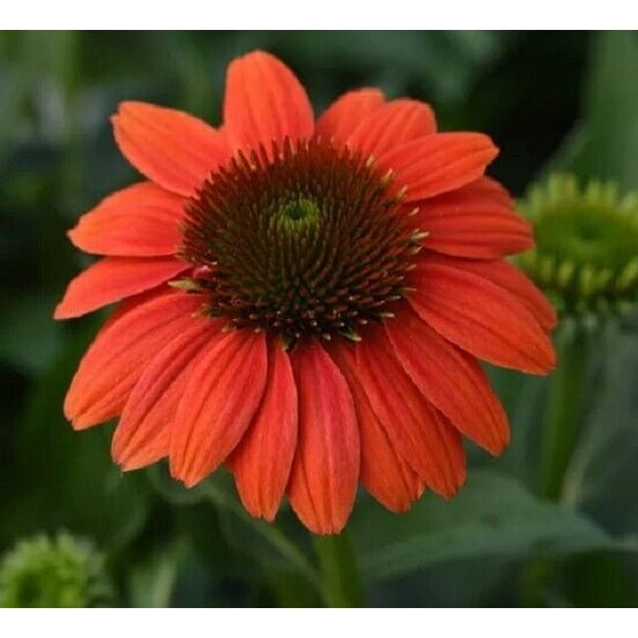 50 Hot Coral Coneflower Seeds Echinacea Perennial Flowers Flower Seed 1181 USA