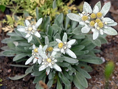 Pressed flowers mixed scrapbooking craft various green foliage for floral art edelweiss
