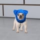 thumbnail image 5 of Gorro de invierno para perro, resistente al viento, suave, con protección contra el ruido, forro polar, bonito M, 5 of 9