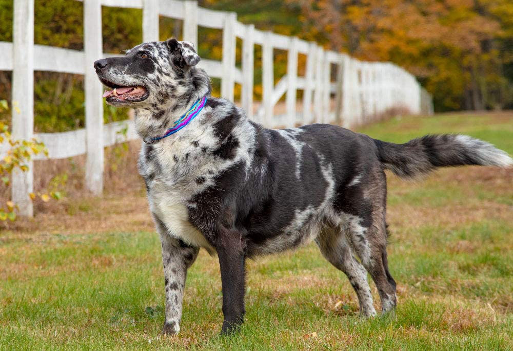 Large Dog Collar by Lupine 1" Wide Ripple Creek Design adjusts from 16" to 28"