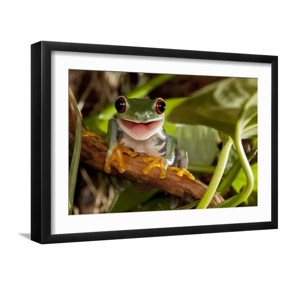 Art.com Red-Eyed Tree Frog Smile Photographic Print by Linas T, Black Frame Wall Art, 23" x 17"