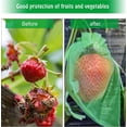 thumbnail image 5 of 100 bolsas de protección de frutas, perfectas para proteger su fruta de daños. Bolsas de frutas para árboles frutales, 5 of 5