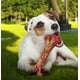 thumbnail image 3 of Hueso Para Perros Juguete Dental Chico Sabor Tocino, 3 of 3