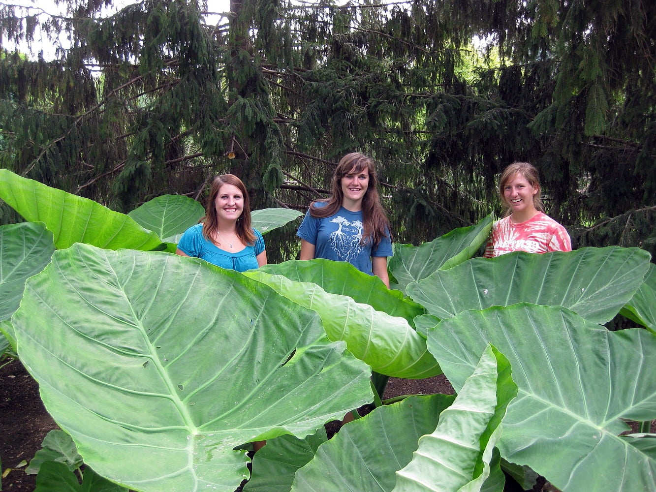 Humongous Thailand Giant Elephant Ear Plant Colocasia 4" Pot