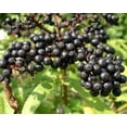 thumbnail image 2 of Wild Elderberry Shrub - Sambucus canadensis - 3.25" Pot, 2 of 4