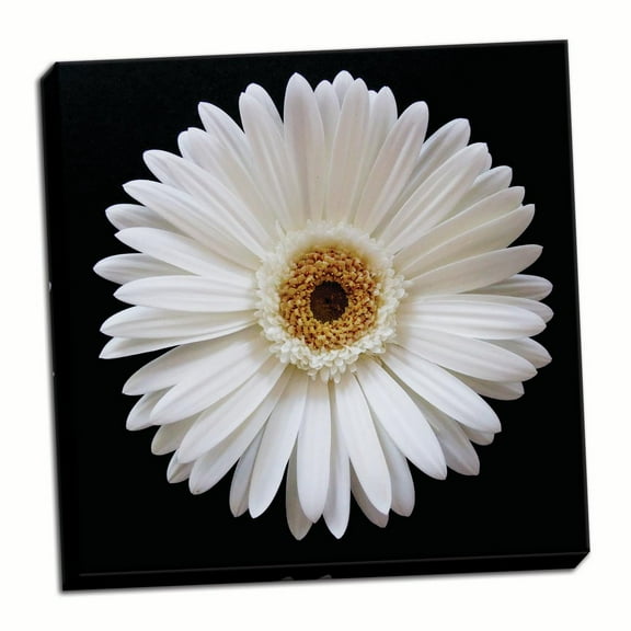 Gango Home Decor White Gerber Daisy by Jim Christensen (Ready to Hang); One 24x24in Hand-Stretched Canvas