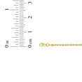 thumbnail image 5 of Floreo 10k Yellow Gold 2.5mm Diamond Cut Lite Rope Chain Bracelet or Anklet, 5 of 5