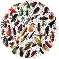 thumbnail image 4 of Pegatinas de vinilo impermeables con simulación de insectos, 50 unidades/lote, 4 of 5