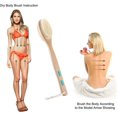 thumbnail image 3 of Body brush for wet or dry brushing with long wooden handle, 3 of 5