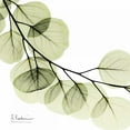 thumbnail image 3 of Koetsier, Albert 20x20 Black Modern Framed Museum Art Print Titled - Mint Eucalyptus 2, 3 of 5