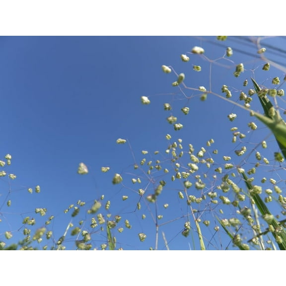 100 Seeds of Little Quaking Grass - Briza Minor