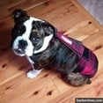 thumbnail image 2 of Barkertime Red Plaid Premium Waterproof Escape-Proof Washable Dog Diaper Overall - Made in USA, 2 of 11