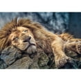 thumbnail image 3 of Trefl Red 1000 Piece Puzzle - Sleeping lion, 3 of 8