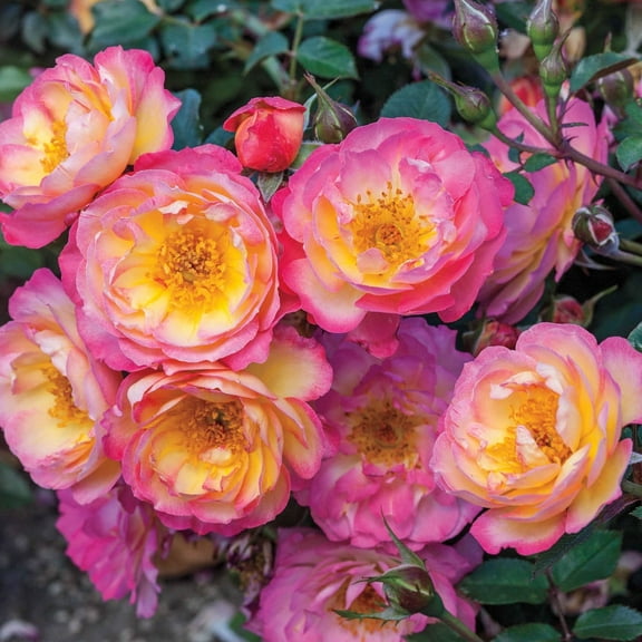 Watercolors Home Run Dormant Bare Root Shrub Rose, Includes one dormant plant per order