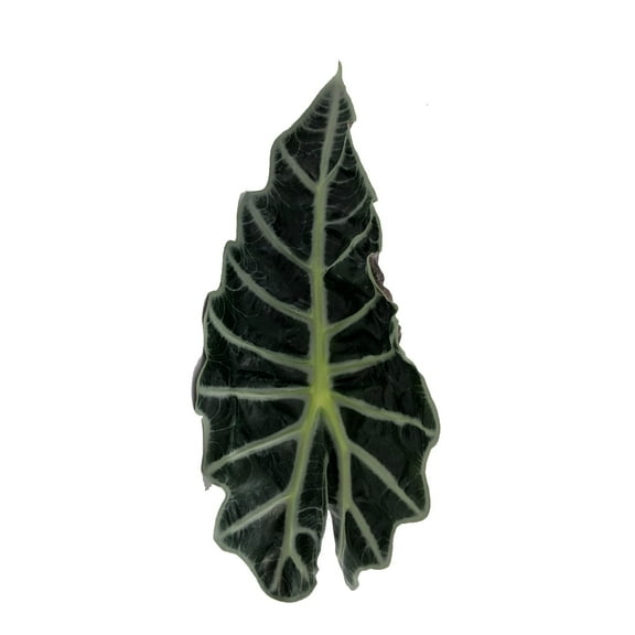 Deer Face - Fresh Cut - 50 Stems