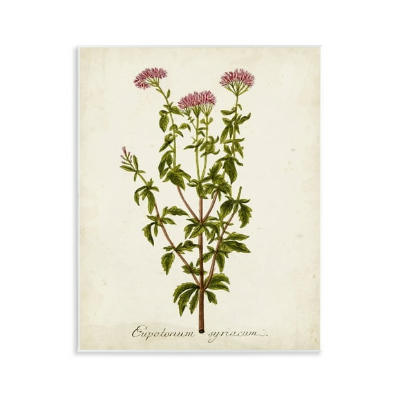 Stupell Industries Scientific Flower Study Botanical & Floral Painting Unframed Art Print Wall Art, 11 x 14