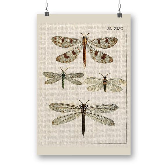 Dragonfly Study I Poster - Vision Studio Designs,