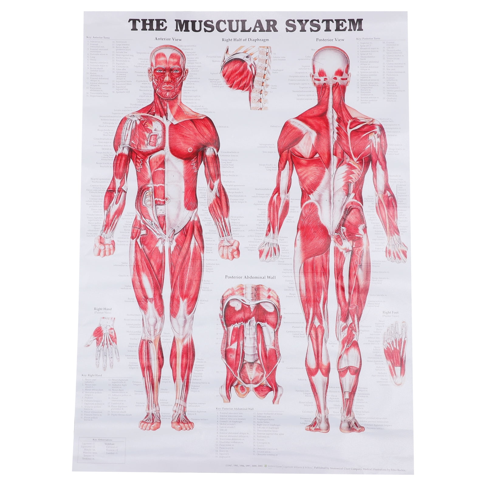 Tinksky Anatomical Poster Muscular System Muscle Anatomy Chart Wall ...