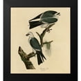 thumbnail image 2 of Vintage Apple Collection 12x13 Black Modern Framed Museum Art Print Titled - Mississippi Kite, 2 of 5