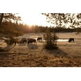 thumbnail image 2 of The Yellowstone Collection 32x23 Black Ornate Wood Framed with Double Matting Museum Art Print Titled - Bison graze near Norris Junction, Yellowstone National Park, 2 of 4