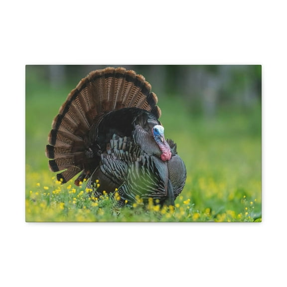 Majestic Turkey Art Majestic Turkey Print Animal Wall Art Wildlife Canvas Prints Wall Art Ready to Hang Unframed