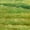 Green Fields, variant on Elephant Stock Dandelion Field Wall Art - Horizontal Canvas Wall Art - Living Room Wall Decor - Floral And Botanical Canvas - Orange And Yellow Decor - 12" x 8"