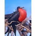 thumbnail image 3 of Fitzharris, Tim 11x14 Black Modern Framed Museum Art Print Titled - Magnificent Frigatebird in Courtship Display, 3 of 5