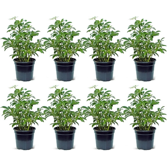 8 Pack Live Hawaiian Schefflera Arboricola, Hawaiian Dwarf Umbrella Tree, Fully Rooted Indoor Plant, Easy Care Live Houseplant, Birthday Gift, Housewarming Gift in 4" Pot