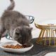 thumbnail image 4 of Cuenco elevado para gatos, comedero para gatos, soporte de hierro, comedero para mascotas, bebedero, plato estable para gatos Dorado, 4 of 9