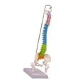 thumbnail image 3 of Modelo de vertebral Hugo Flexible PVC 16,3 cm x 12,5 cm x 50 cm, 3 of 10