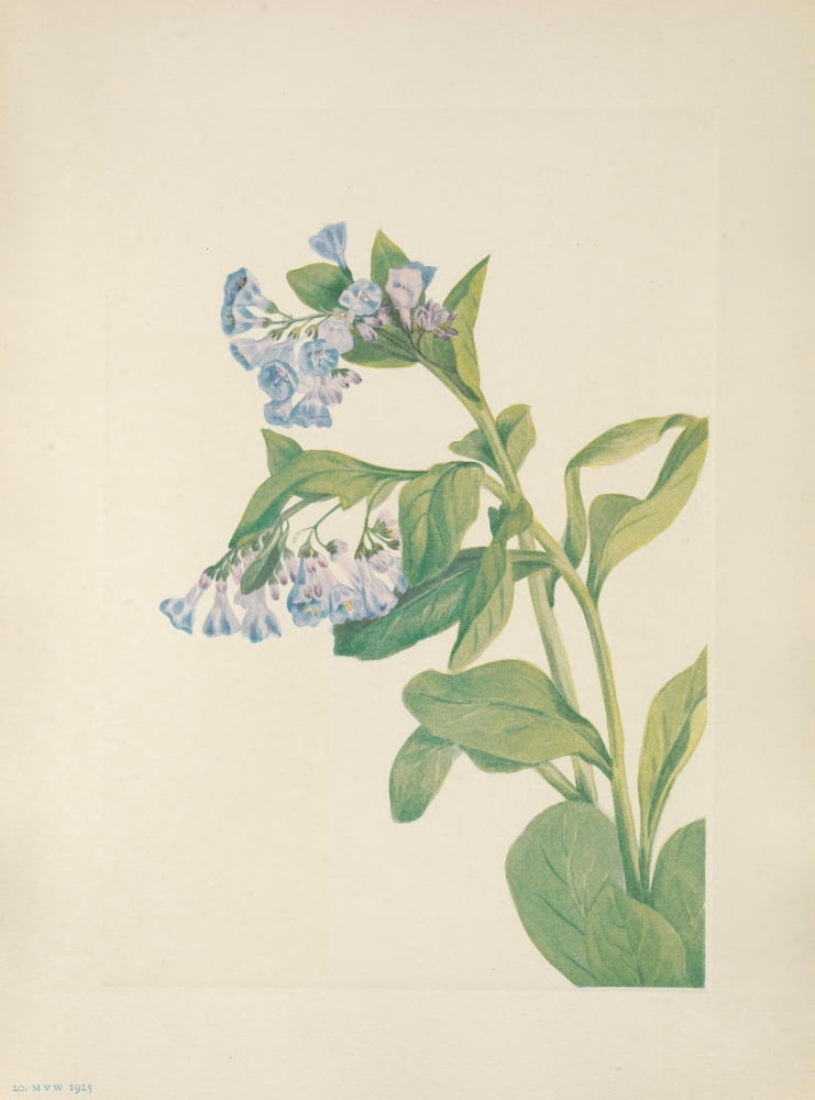 N American Wild Flo