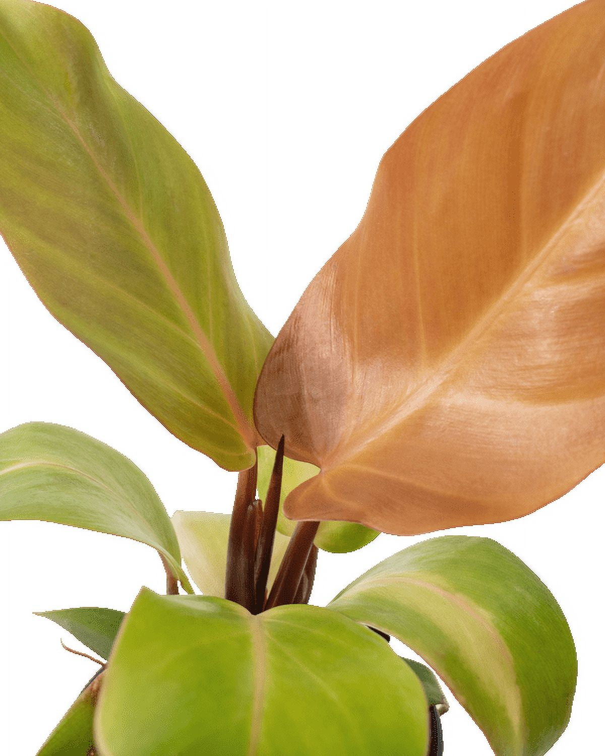 Plant with Purpose 6 in Philodendron McColley's Finale Live Houseplant with Indirect Sun- 2 Piece