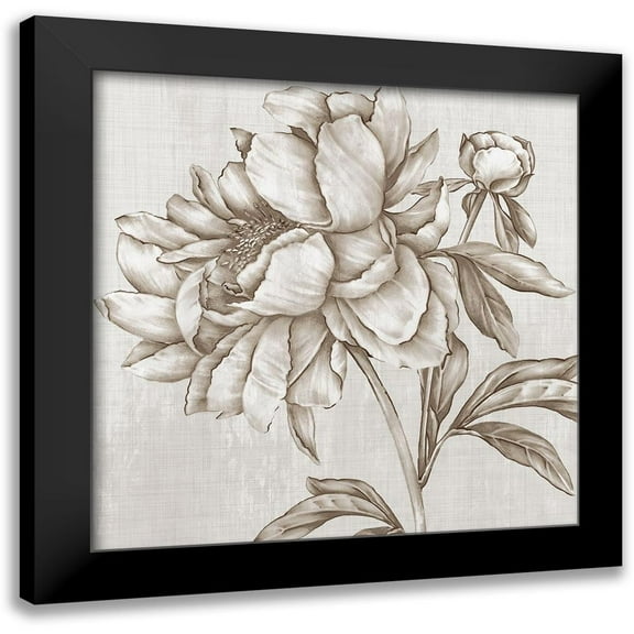 Watts, Eva 12x12 Black Modern Framed Museum Art Print Titled - Glorious Peony II