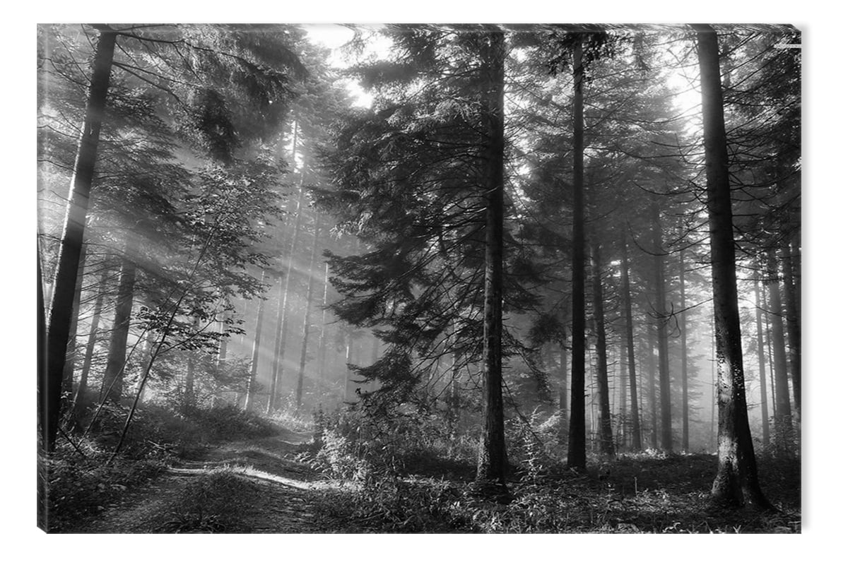 Startonight Canvas Wall Art Black and White Abstract Forest Road Nature  Landscape, Dual View Surprise Artwork Modern Framed Ready to Hang Wall Art  