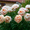 J, variant on Peony,Shade Plant for Gardens-Easy Grow-Low Maintenance-Ideal for Beds Borders, Plant Pots & Planters