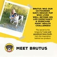 thumbnail image 6 of Brutus Broth Instant On The Go Powder for Dogs with Chondroitin Glucosamine & Turmeric - Pet Food Topper - Human Grade Dog Food Toppers for Dry Food & Picky Eaters - 5 Stick (Beef), 6 of 10