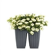 Expert Gardener White Alyssum (4 Pack) Live Plant Full Sun