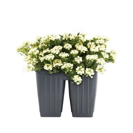 Expert Gardener White Alyssum (4 Pack) Live Plant Full Sun