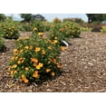 thumbnail image 3 of Bloomin Easy 2 gal Potentilla Bella Sol Live Shrubs, 3 of 8