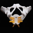 thumbnail image 2 of Modelo de Pélvico Femenino Herramienta de Enseñanza Escolar Sunnimix Estatua humana de la pelvis femenina, 2 of 8