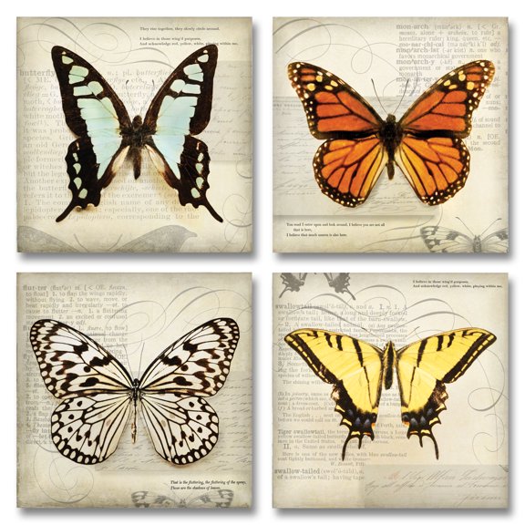Butterflies Script; Beautiful, Vintage Butterfly Collection; Four 12X12 Poster Prints