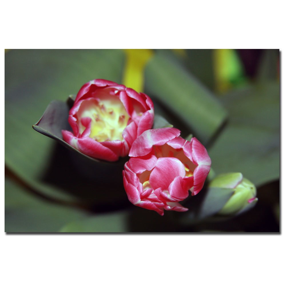 Trademark Fine Art "A Pair of Tulips II" Canvas Art by Martha Guerra, 16x24