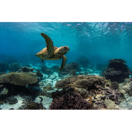 Laminated Poster Great Barrier Reef Turtle Poster Picture Coral Aus Island Poster Print 24 x (Best Coral Reefs In Cuba)