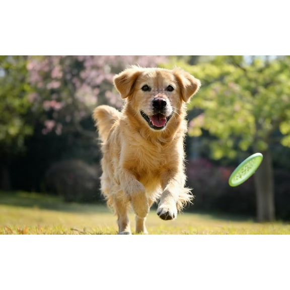 Aggressive Chewer's Dream: Heavy-Duty Natural Rubber Squeaky Dog Toy