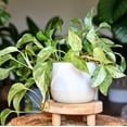 thumbnail image 2 of Pothos 'Marble Queen', 2 of 11