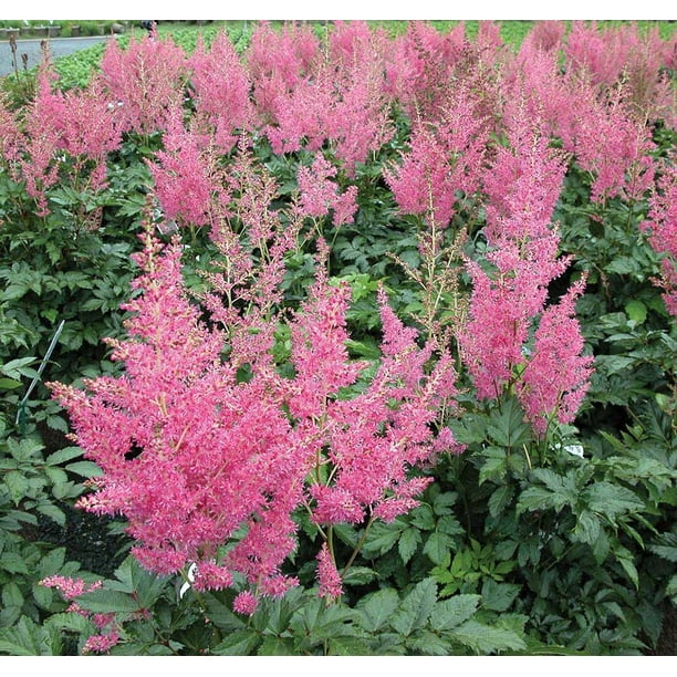 Rheinland Astilbe Bright Pink Shade Perennial Live Plant Quart Pot