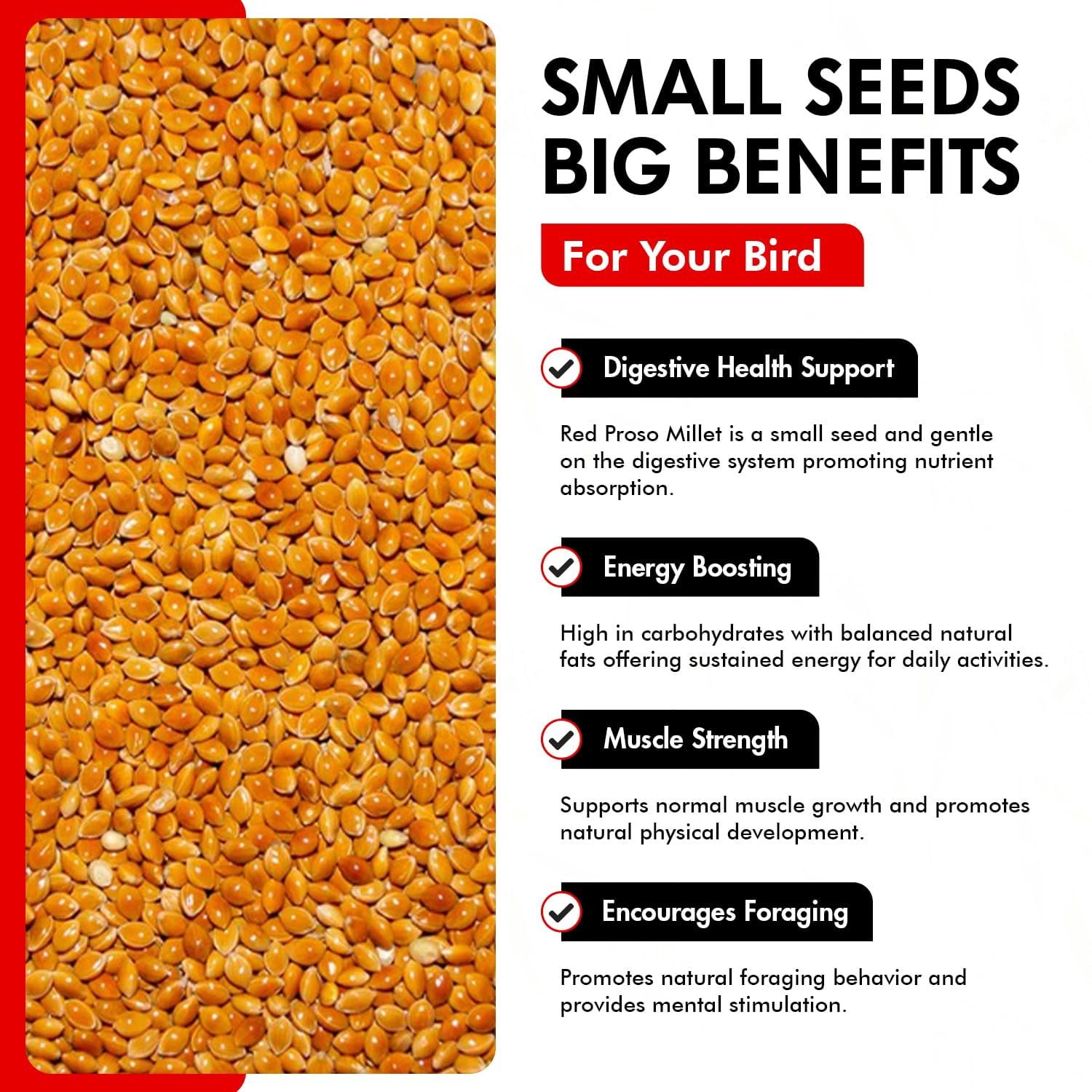 Morning Bird Red Proso Millet Bird Seeds 18 lbs (2-Pack, 9 lbs Each) – Healthy & Nutritious Pet Bird Food - Bird Seeds for Feather Growth – Perfect for Finches, Parakeets & Other All Pet Birds